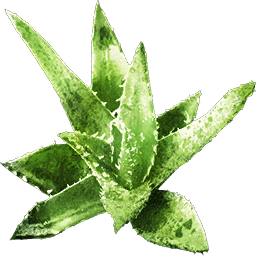 Aloe.png