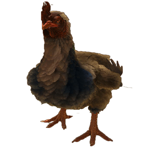 chicken.8f467ac.png