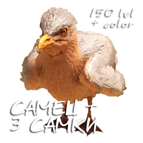 CAIKI.png
