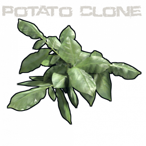 clone.potato.png
