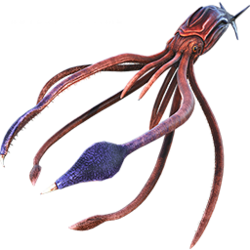Tusoteuthis.png