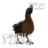 KURITA-NA-RAZVEDENIE