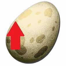 Eggs.jpg