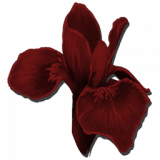 ApexRareFlower_Icon