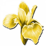 ElectricRareFlower_Icon