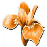 FireRareFlower_Icon