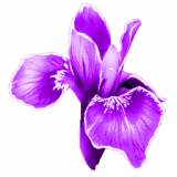 RareFlower_Icon