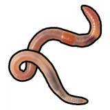 worm