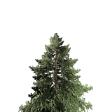 treeFirLrg01.png