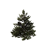 treeMountainPine12m.png