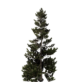 treeMountainPine19m.png