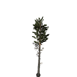 treeMountainPine27m.png