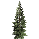 treeMountainPine31m.png