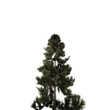 treeMountainPine41m.png