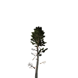 treeMountainPine48m.png