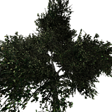 treeOakMed02.png