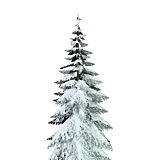 treeWinterPine19m.png