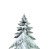 treeWinterPine28m.png