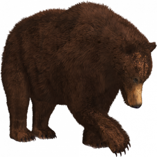 bear.png