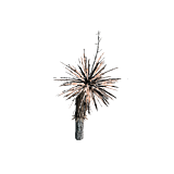 plantedYuccaDead.png