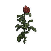 rose.png