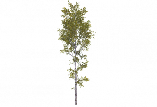 birch_large_temp.png