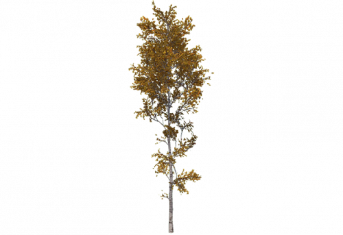 birch_large_tundra.png