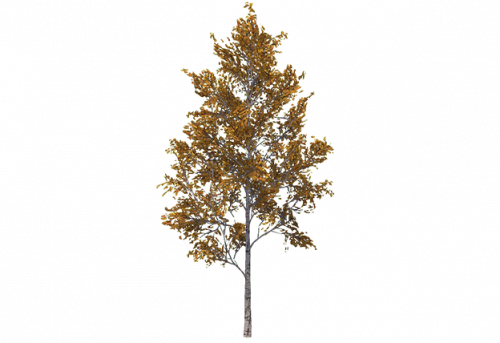birch_medium_tundra.png