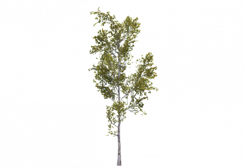 birch_small_temp.png