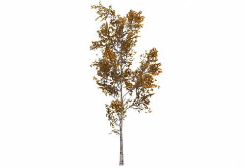 birch_small_tundra.png