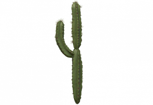 cactus-1.png