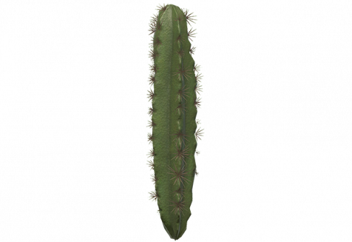 cactus-2.png