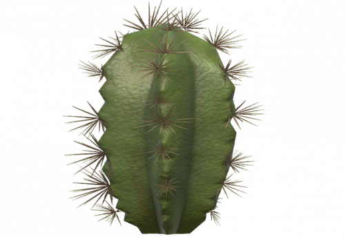 cactus-3.png
