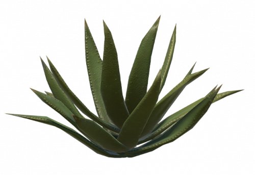cactus-4.png