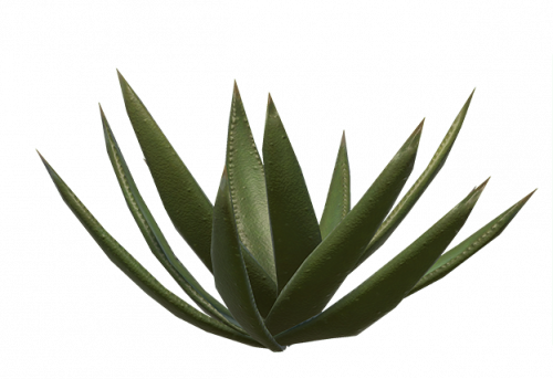 cactus-5.png