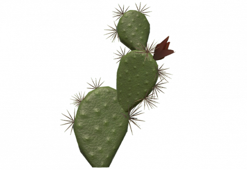 cactus-6.png