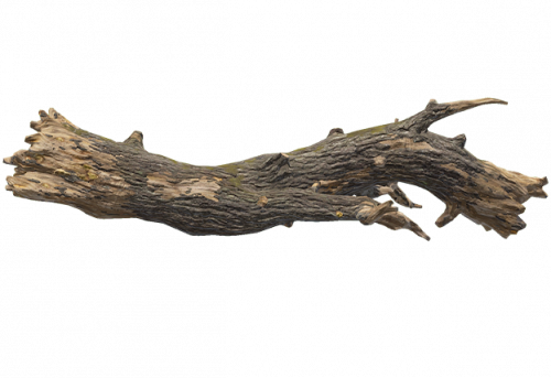 dead_log_a.png