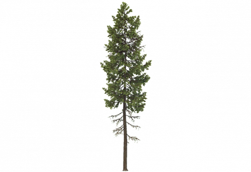 douglas_fir_a.png
