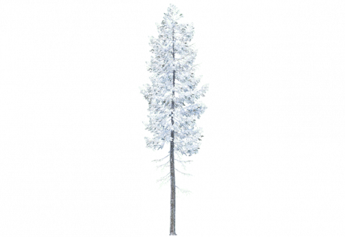 douglas_fir_a_snow.png