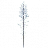 douglas_fir_b_snow