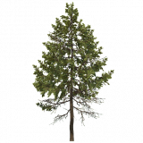 douglas_fir_d
