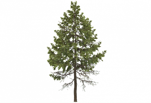 douglas_fir_d_small.png