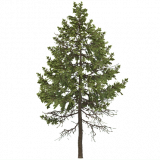 douglas_fir_d_small