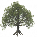 oak_c