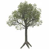 oak_e