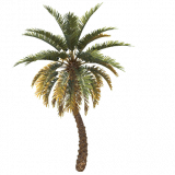palm_tree_med_a_entity