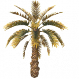 palm_tree_short_a_entity