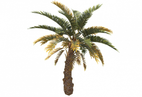 palm_tree_short_b_entity.png