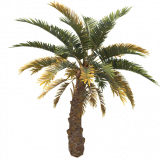 palm_tree_short_b_entity