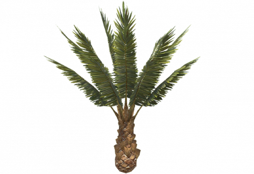 palm_tree_short_c_entity.png